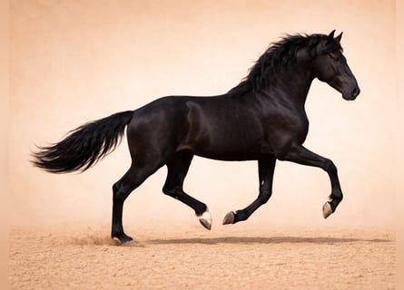 PRE Croisé, Étalon, 3 Ans, 170 cm, Noir