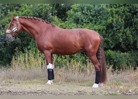 PRE, Étalon, 3 Ans, 172 cm, Alezan cuivré