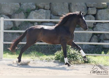 PRE, Étalon, 3 Ans, 172 cm, Noir