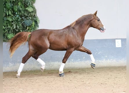 PRE Croisé, Étalon, 3 Ans, 173 cm, Alezan