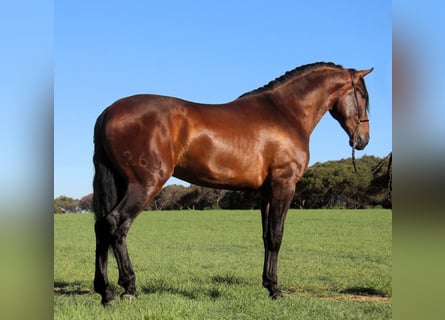 PRE Croisé, Étalon, 3 Ans, 173 cm, Bai cerise