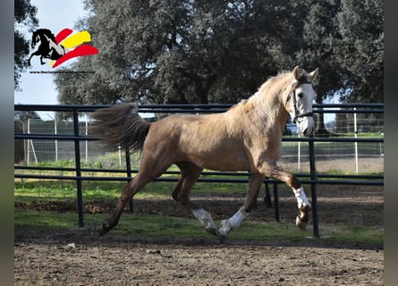 PRE, Étalon, 3 Ans, 173 cm, Peut devenir gris