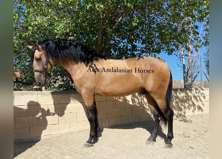 PRE Croisé, Étalon, 3 Ans, 174 cm, Buckskin