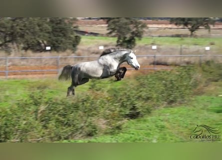 PRE Croisé, Étalon, 3 Ans, Gris