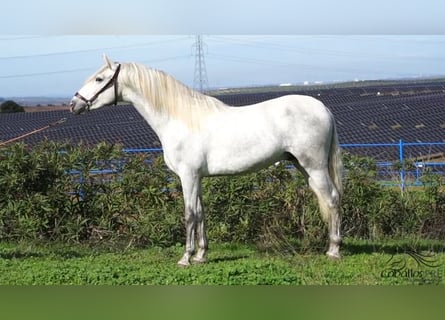 PRE Croisé, Étalon, 3 Ans, Gris