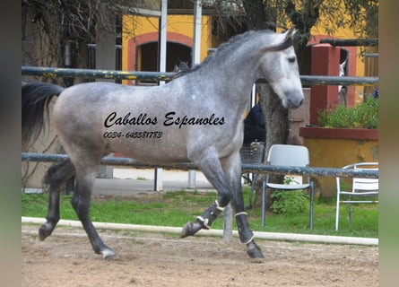 PRE Croisé, Étalon, 4 Ans, 153 cm, Gris noir