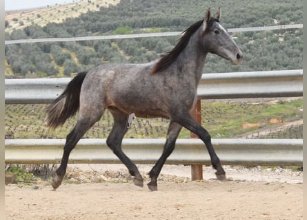 PRE, Étalon, 4 Ans, 154 cm, Gris