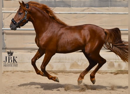 PRE Croisé, Étalon, 4 Ans, 155 cm, Alezan