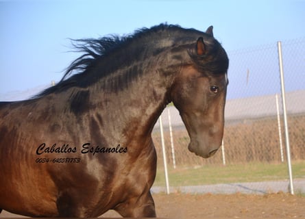 PRE, Étalon, 4 Ans, 156 cm, Bai brun