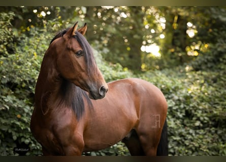 PRE Croisé, Étalon, 4 Ans, 156 cm, Bai