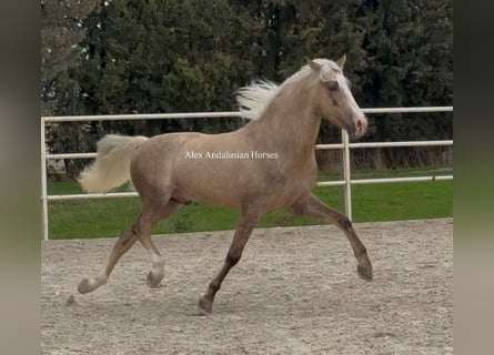 PRE Croisé, Étalon, 4 Ans, 156 cm, Palomino