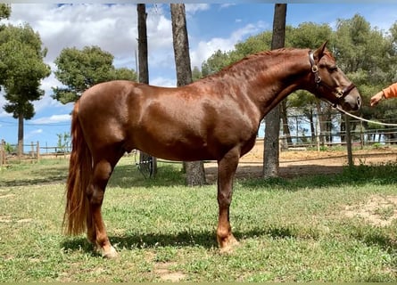 PRE Croisé, Étalon, 4 Ans, 157 cm, Alezan