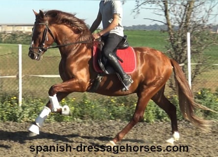 PRE Croisé, Étalon, 4 Ans, 157 cm, Alezan