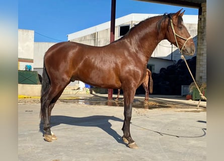 PRE Croisé, Étalon, 4 Ans, 158 cm, Bai cerise