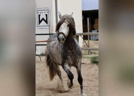 PRE Croisé, Étalon, 4 Ans, 158 cm