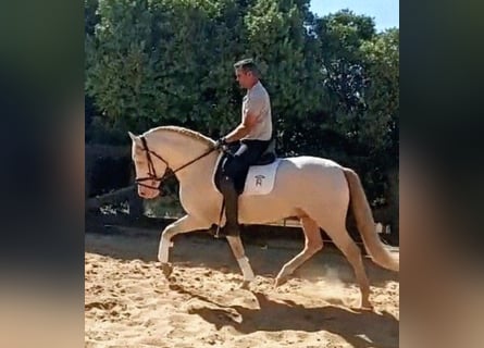PRE, Étalon, 4 Ans, 158 cm, Cremello