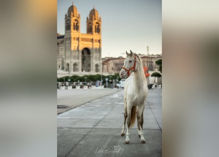 PRE, Étalon, 4 Ans, 158 cm, Perlino