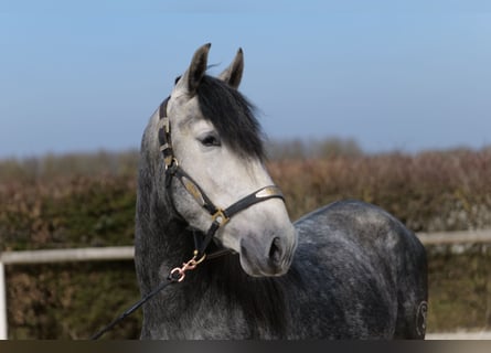 PRE Croisé, Étalon, 4 Ans, 158 cm, Rouan bleu