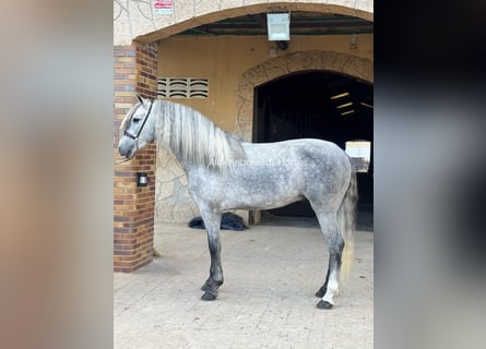 PRE Croisé, Étalon, 4 Ans, 159 cm, Gris