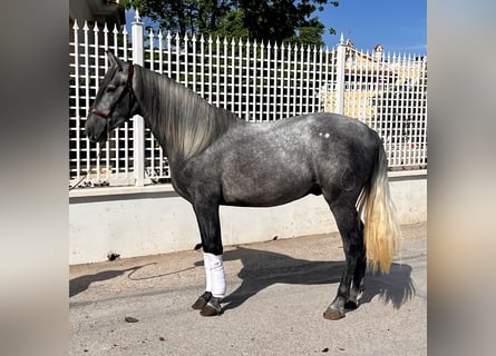 PRE, Étalon, 4 Ans, 159 cm, Gris