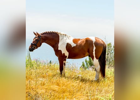 PRE Croisé, Étalon, 4 Ans, 159 cm, Tobiano-toutes couleurs