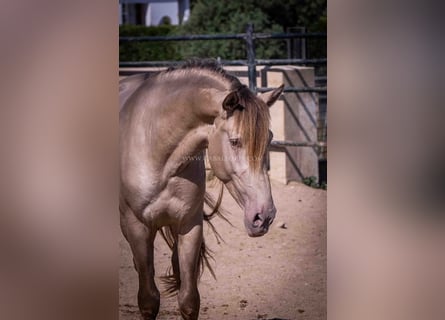 PRE, Étalon, 4 Ans, 160 cm, Champagne