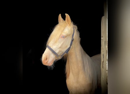 PRE Croisé, Étalon, 4 Ans, 160 cm, Cremello