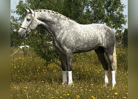 PRE Croisé, Étalon, 4 Ans, 160 cm, Gris pommelé