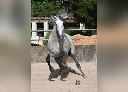 PRE, Étalon, 4 Ans, 161 cm, Gris