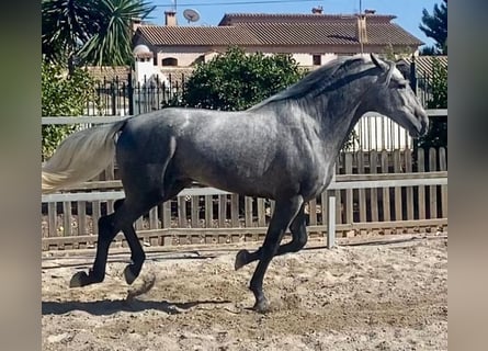 PRE Croisé, Étalon, 4 Ans, 161 cm, Gris pommelé