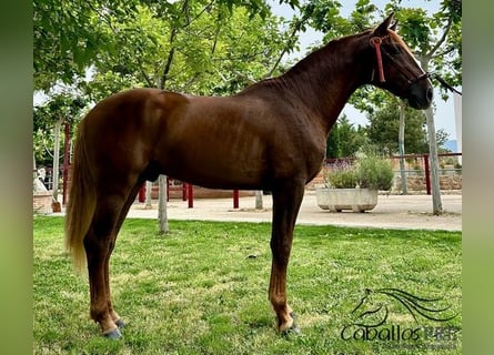 PRE, Étalon, 4 Ans, 162 cm, Alezan