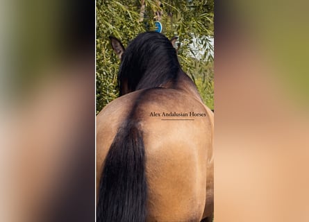 PRE Croisé, Étalon, 4 Ans, 162 cm, Buckskin