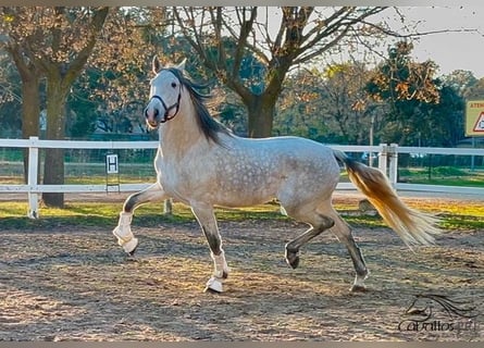 PRE, Étalon, 4 Ans, 162 cm, Gris