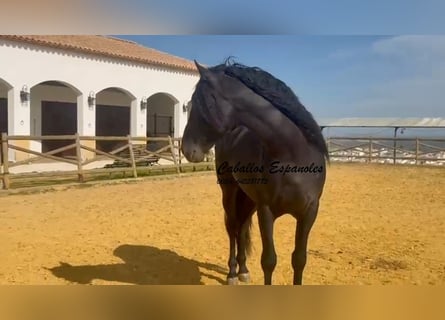 PRE, Étalon, 4 Ans, 162 cm, Noir