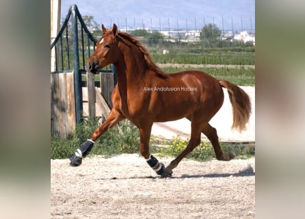 PRE Croisé, Étalon, 4 Ans, 163 cm, Alezan