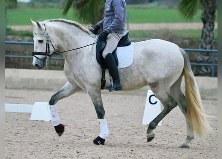 PRE Croisé, Étalon, 4 Ans, 163 cm, Gris