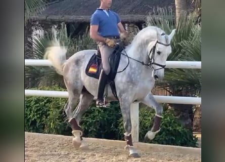 PRE Croisé, Étalon, 4 Ans, 163 cm, Gris