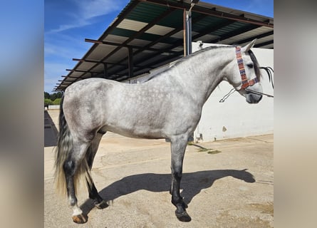 PRE, Étalon, 4 Ans, 163 cm, Gris