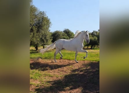 PRE Croisé, Étalon, 4 Ans, 163 cm, Gris