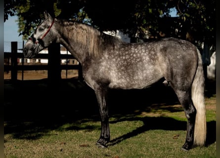 PRE, Étalon, 4 Ans, 163 cm, Gris pommelé