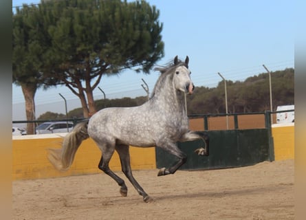 PRE Croisé, Étalon, 4 Ans, 163 cm, Gris pommelé