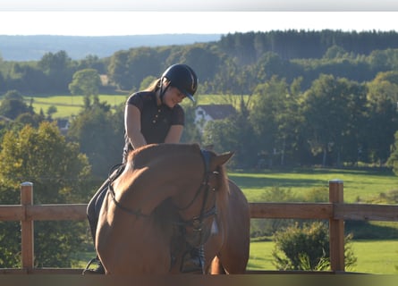 PRE, Étalon, 4 Ans, 164 cm, Alezan