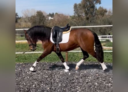 PRE, Étalon, 4 Ans, 164 cm, Bai