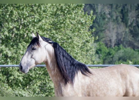 PRE, Étalon, 4 Ans, 164 cm, Buckskin