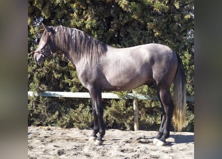 PRE Croisé, Étalon, 4 Ans, 164 cm, Gris