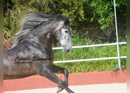 PRE Croisé, Étalon, 4 Ans, 164 cm, Gris noir