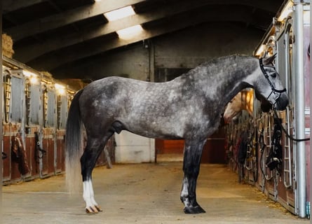 PRE, Étalon, 4 Ans, 164 cm, Gris pommelé