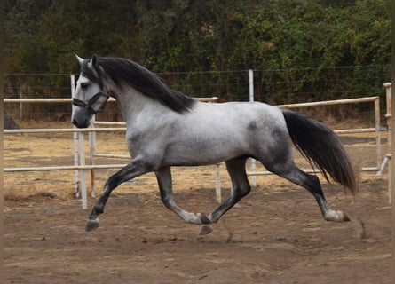 PRE, Étalon, 4 Ans, 164 cm, Gris pommelé