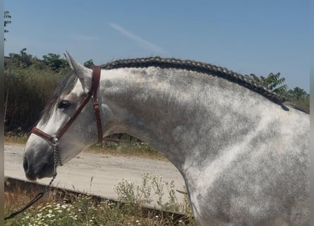 PRE Croisé, Étalon, 4 Ans, 164 cm, Gris pommelé
