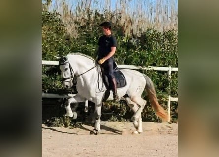 PRE, Étalon, 4 Ans, 164 cm, Gris pommelé